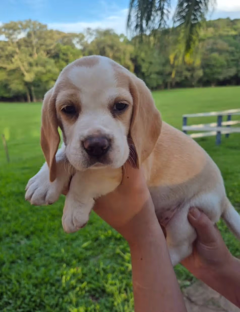 Beagle
