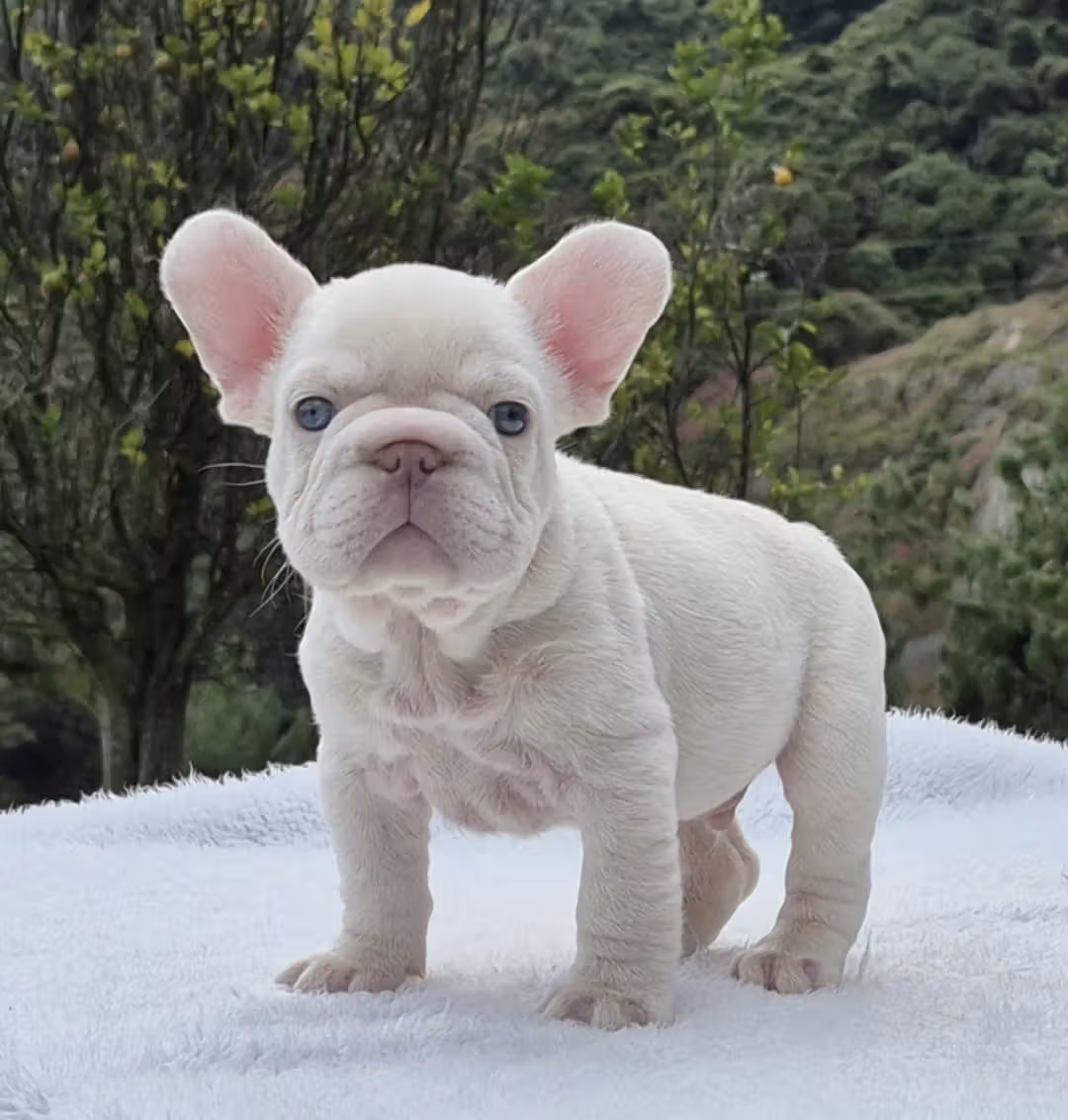 Bulldog Francés