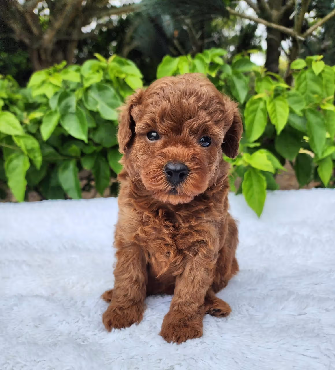 Caniche