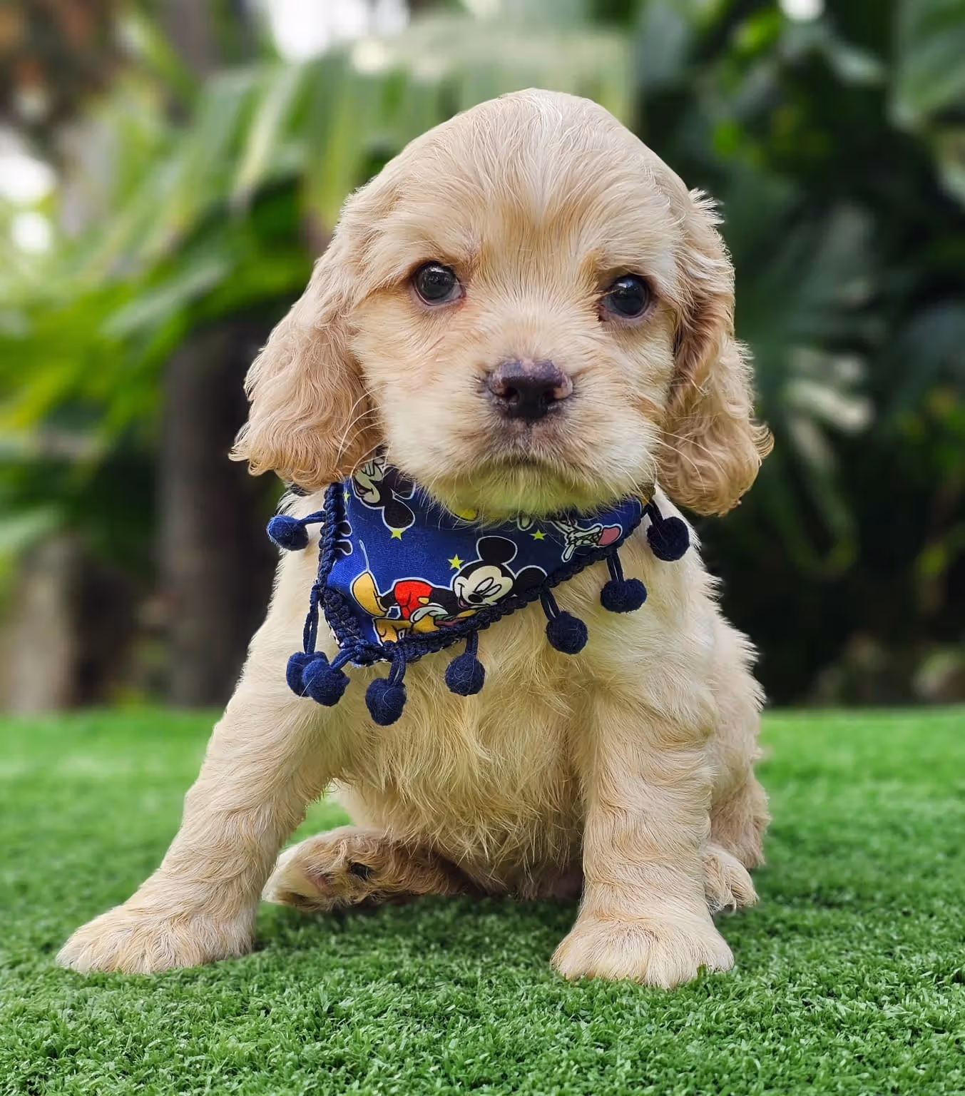 Cocker Spaniel