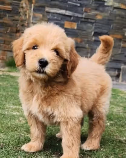 Goldendoodle