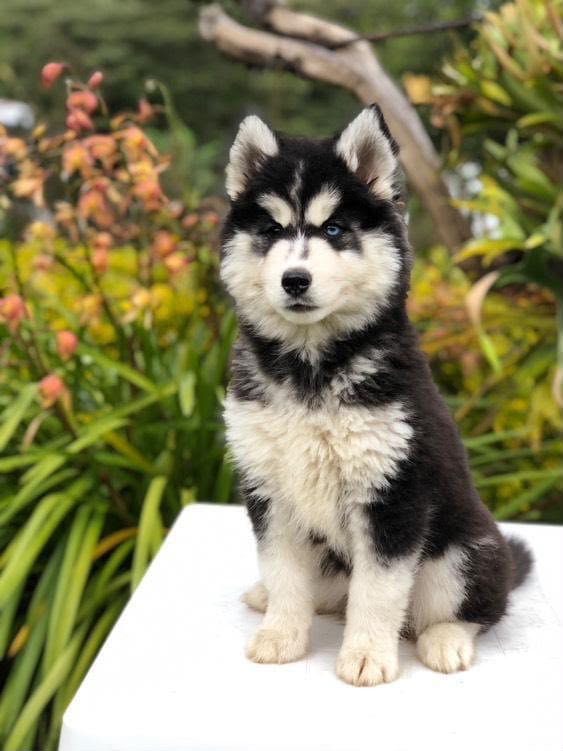 Husky Siberiano