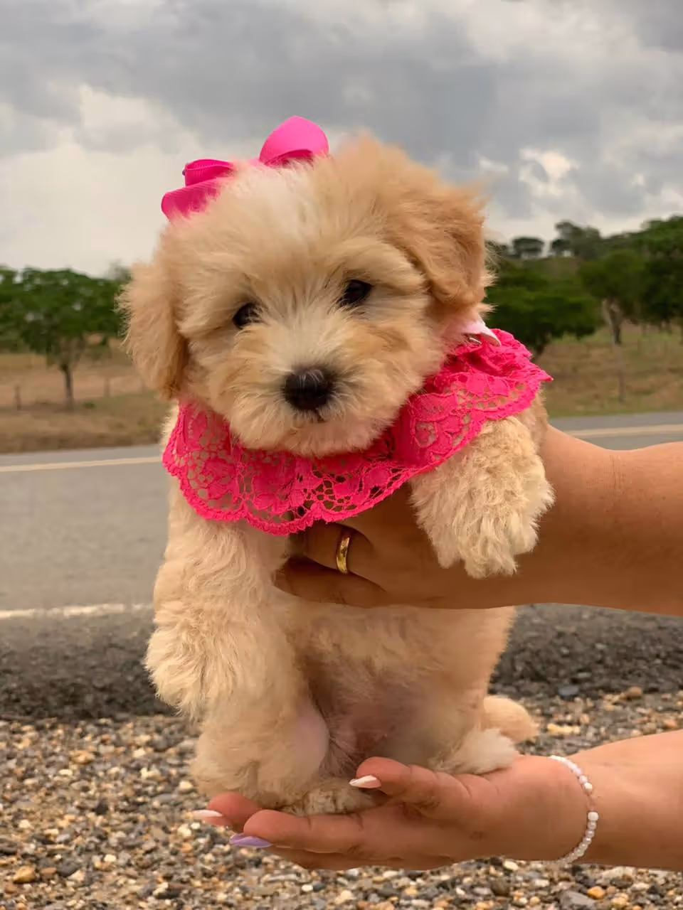 Maltipoo