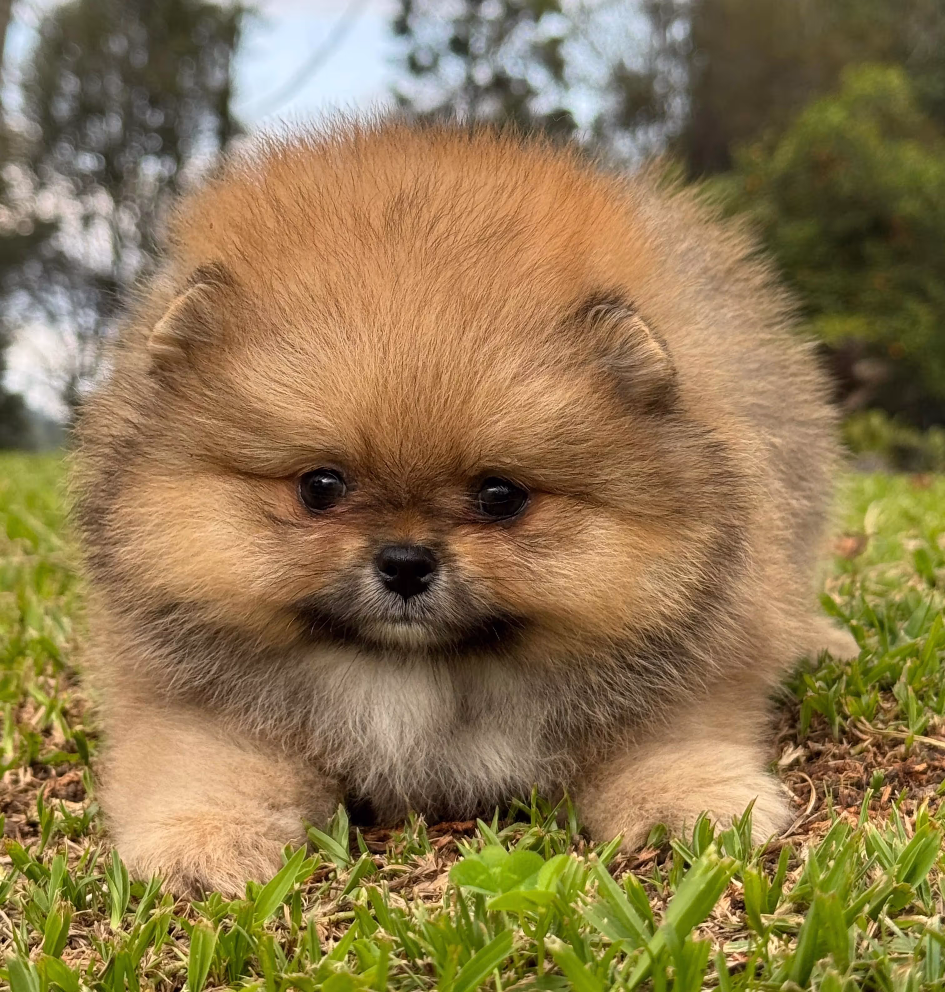 Pomerania