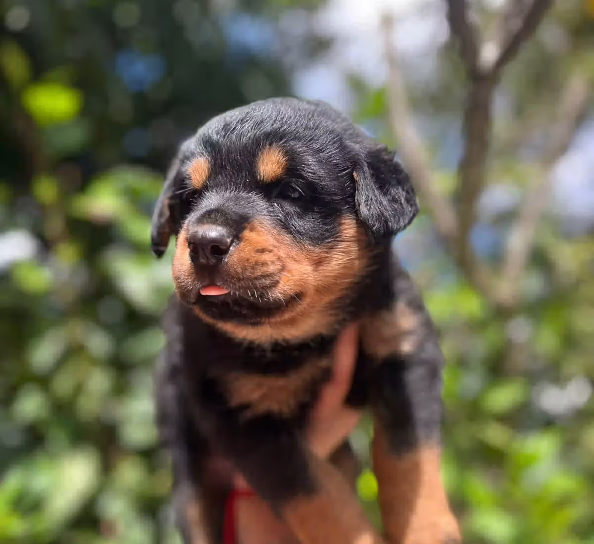 Rottweiler