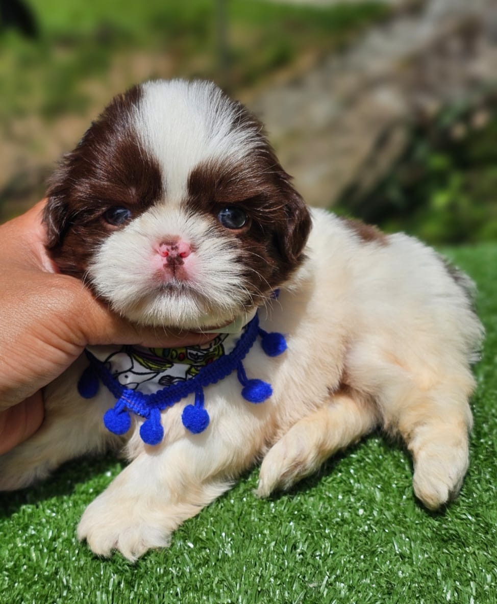 Shih Tzu