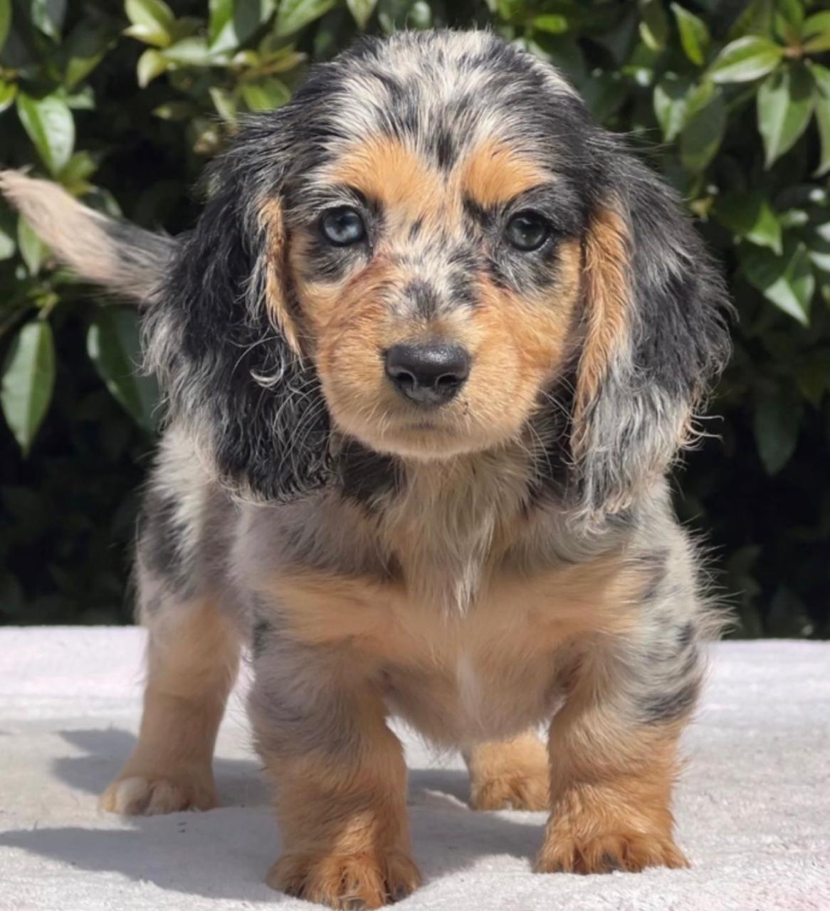 Teckel / Dachshund