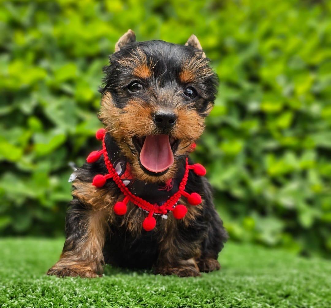 Yorkie