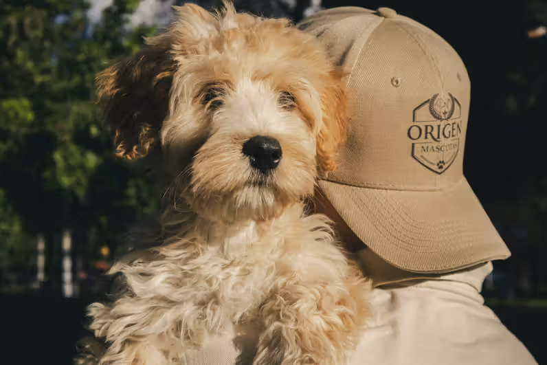 Origen Mascotas - Crianza Responsable
