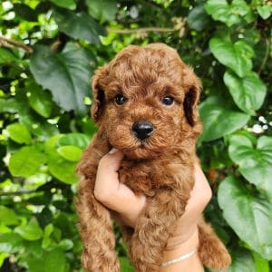 Caniche
