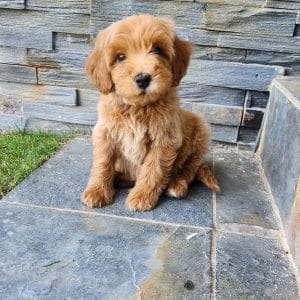 Goldendoodle