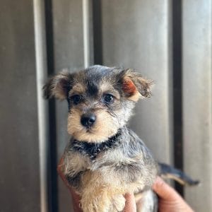 Schnauzer