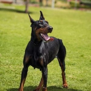 Doberman