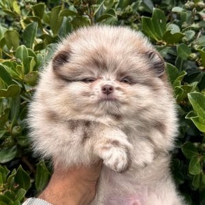 Pomerania