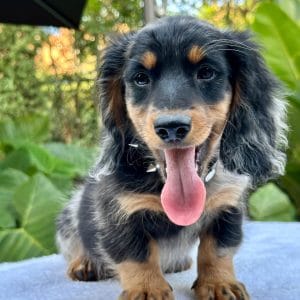 Dachshund