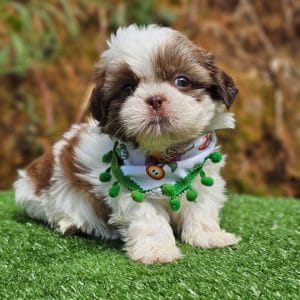 Shih tzu