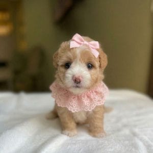 Maltipoo
